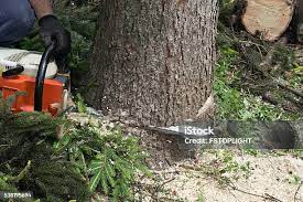 Best Tree Mulching  in Spencerville, MD