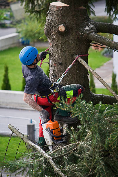 Best Arborist Consultation Services  in Spencerville, MD