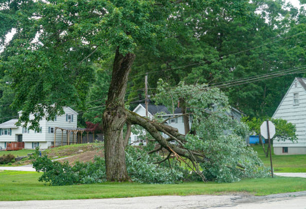 Best Firewood Processing and Delivery  in Spencerville, MD